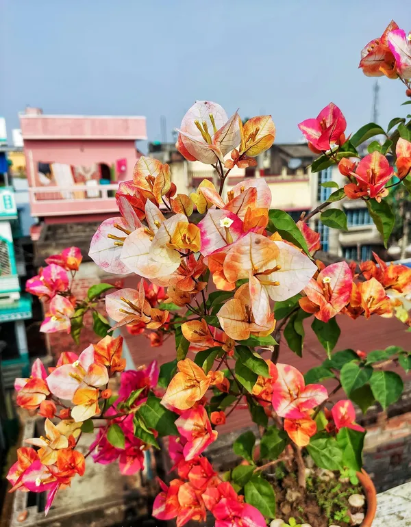 Golden_Sunshine_Bougainvillea_Plant_For_Gardening