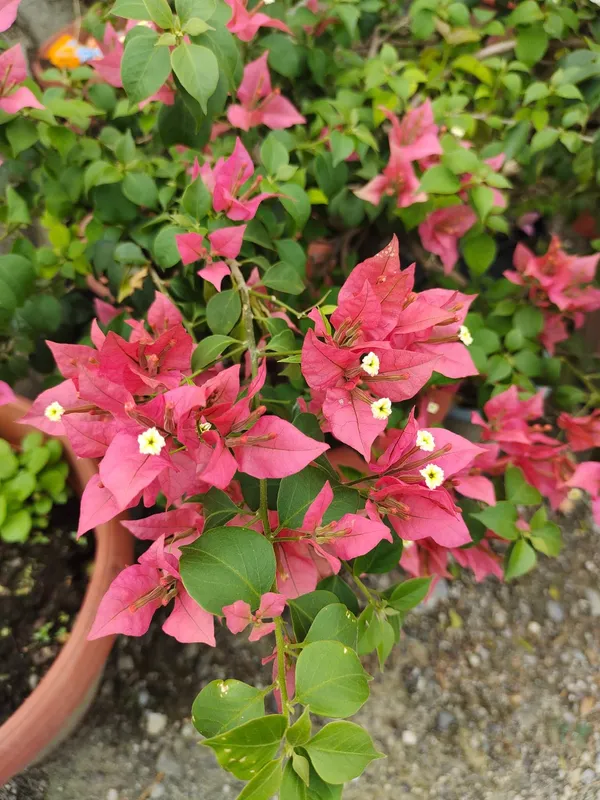 Brizza_Peach_Bougainvillea_Plant_For_Gardening