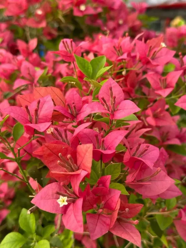 Brizza_Peach_Bougainvillea_Plant_For_Gardening
