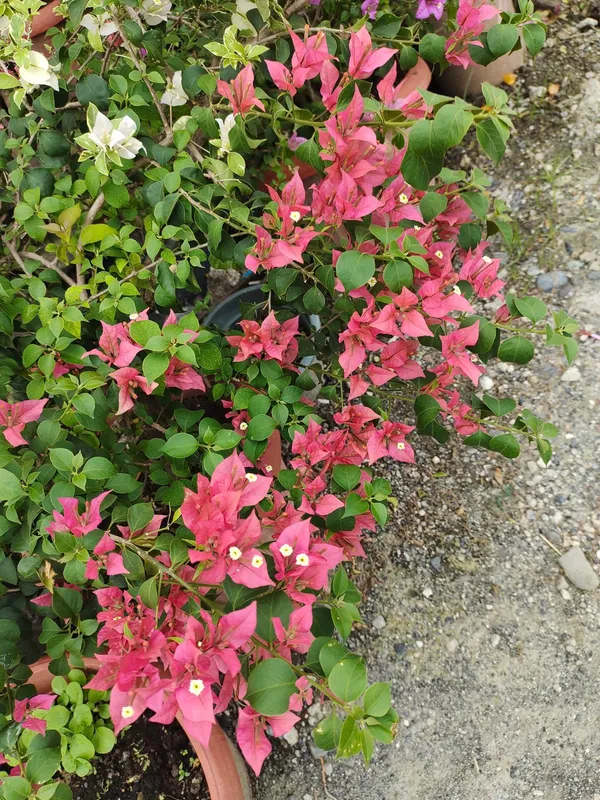 Brizza_Peach_Bougainvillea_Plant_For_Gardening