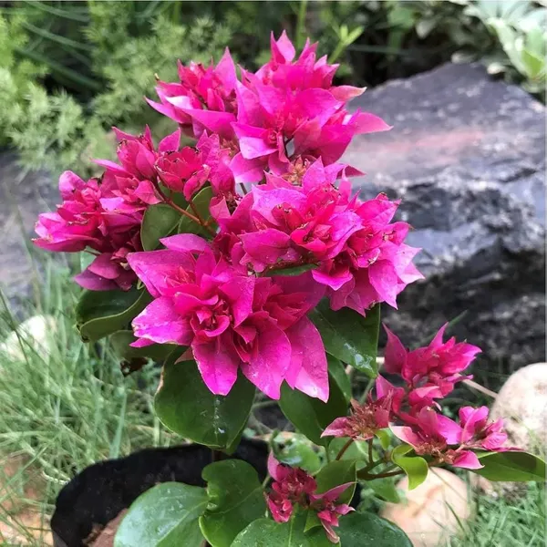 Pink_Mahara_Bougainvillea_Plant_For_Gardening