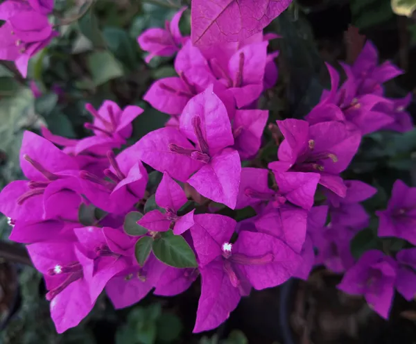 Spectrum_Bougainvillea_Plant_For_Gardening