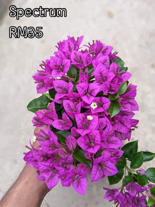 Spectrum_Bougainvillea_Plant_For_Gardening