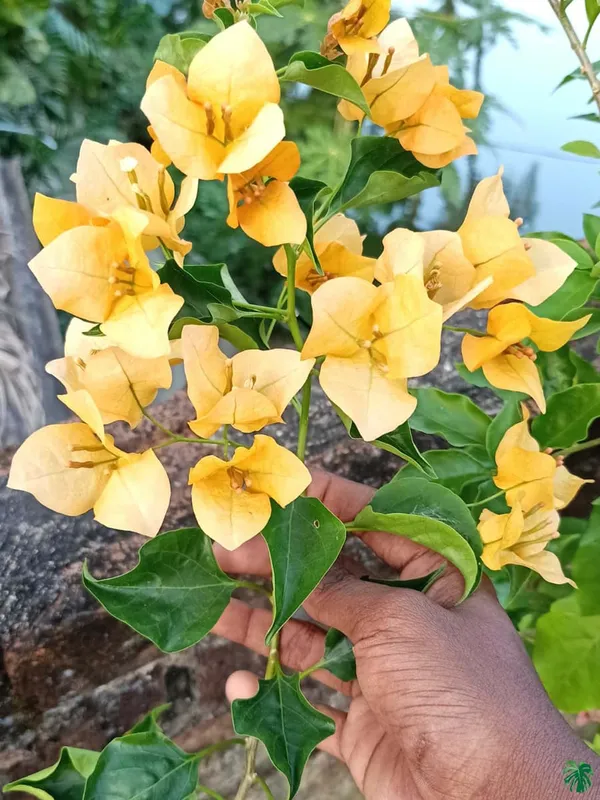 Monalisa_Yellow_Bougainvillea_Plant_For_Gardening