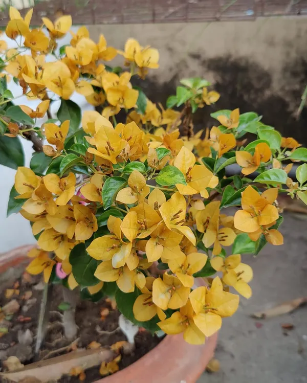 Monalisa_Yellow_Bougainvillea_Plant_For_Gardening