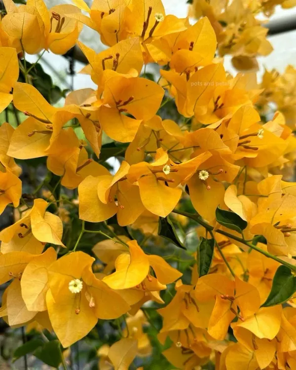 Monalisa_Yellow_Bougainvillea_Plant_For_Gardening