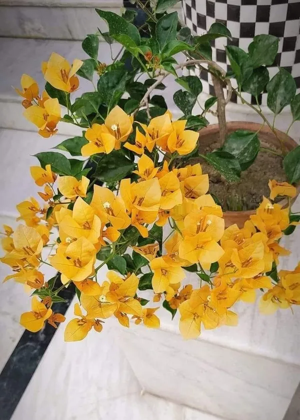 Monalisa_Yellow_Bougainvillea_Plant_For_Gardening