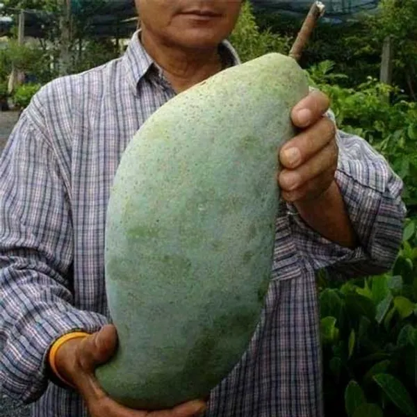 Brunei_King_Mango_Plant_(Hybrid_And_Grafted)