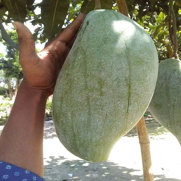 Brunei_King_Mango_Plant_(Hybrid_And_Grafted)