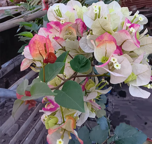 Chitra_Cream_Bougainvillea_Plant_For_Gardening