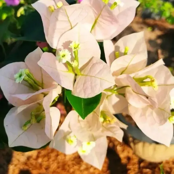 Chitra_Cream_Bougainvillea_Plant_For_Gardening