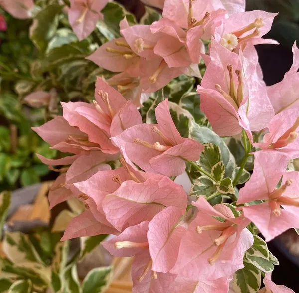 Sakura_Belacon_Bougainvillea_Plant_For_Gardening