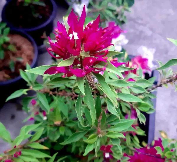 Torch_Butterfly_Bougainvillea_Plant_For_Gardening
