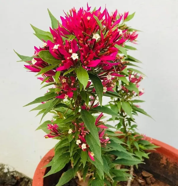 Torch_Butterfly_Bougainvillea_Plant_For_Gardening