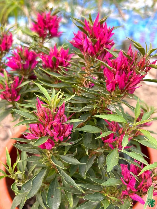 Torch_Butterfly_Bougainvillea_Plant_For_Gardening