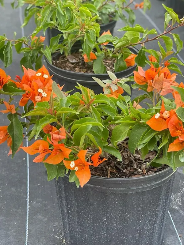 Fire_Opal_Bougainvillea_Plant_For_Gardening