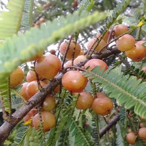 Thai-Red-Amla-Gooseberries-Amloki-Grafted-Fruit-Live-Plant