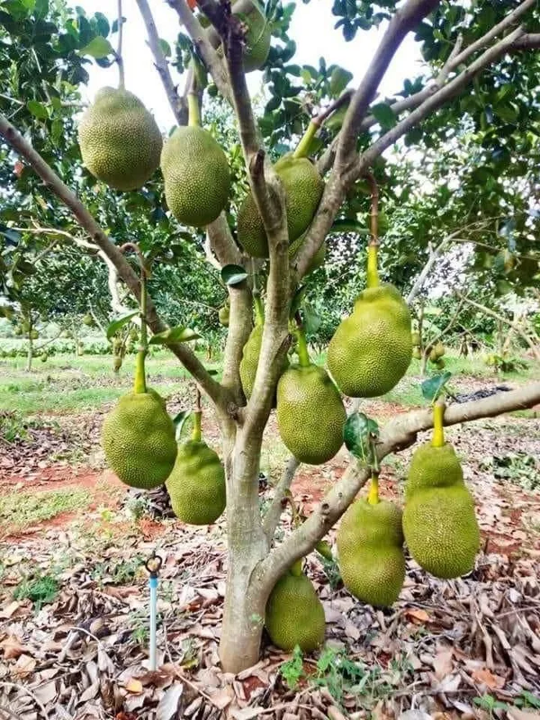 Thai_All_Time_Jackfruit_Plant