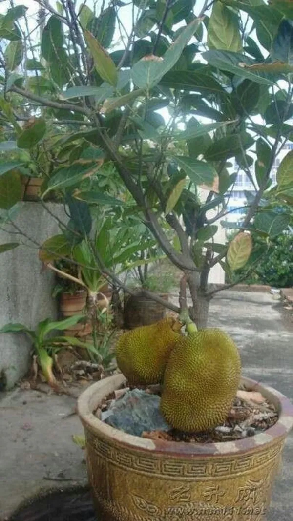 Thai_All_Time_Jackfruit_Plant
