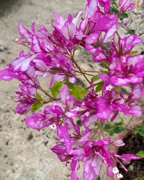 Bidadari_Bougainvillea_Plant_For_Gardening