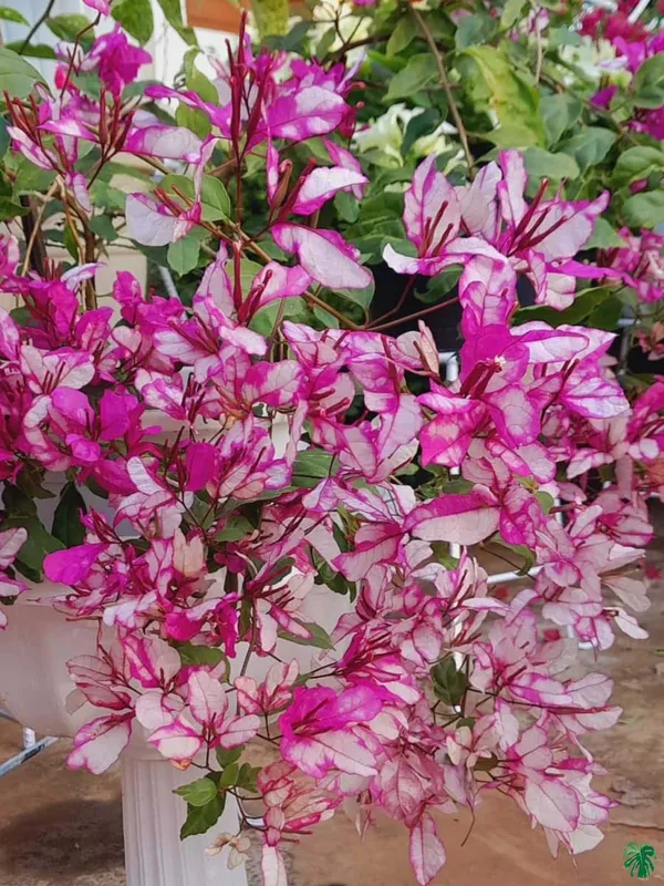 Bidadari_Bougainvillea_Plant_For_Gardening