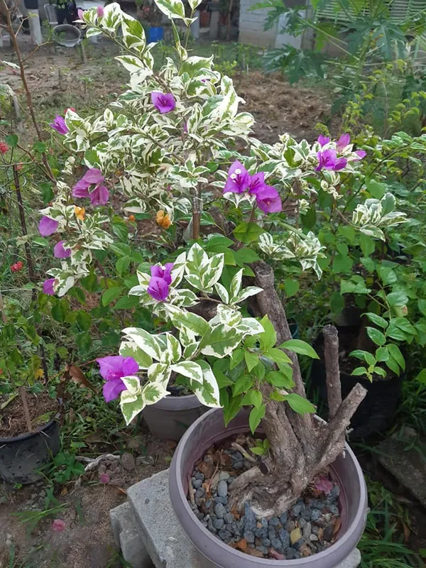 Ssb_Purple_Bougainvillea_Plant_For_Gardening