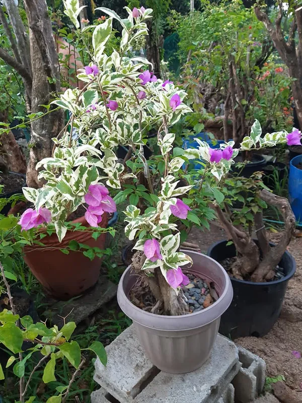 Ssb_Purple_Bougainvillea_Plant_For_Gardening