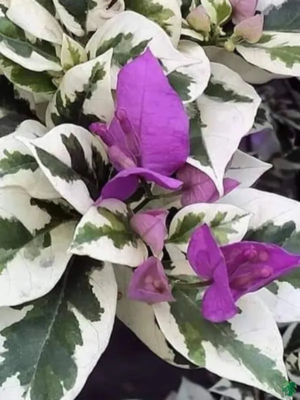 Ssb_Purple_Bougainvillea_Plant_For_Gardening