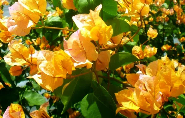 July_Gold_Bougainvillea_Plant_For_Gardening