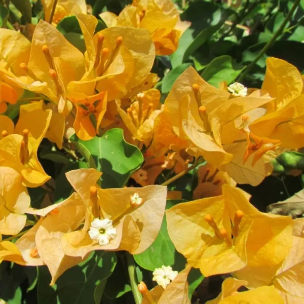 July_Gold_Bougainvillea_Plant_For_Gardening