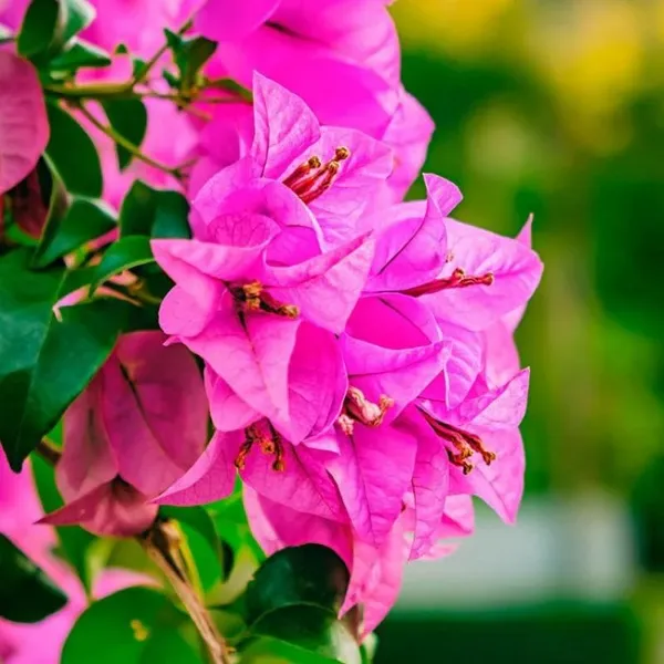 Partha_Bougainvillea_Plant_For_Gardening