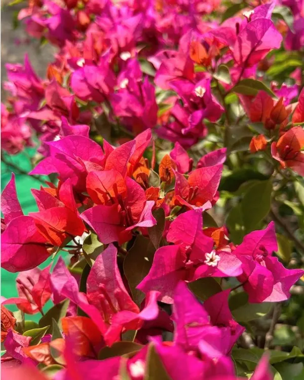 Partha_Bougainvillea_Plant_For_Gardening