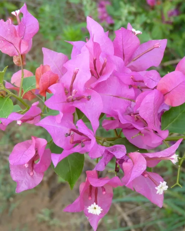Partha_Bougainvillea_Plant_For_Gardening