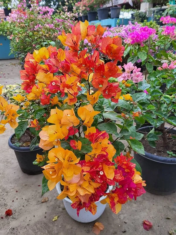 Adarna_Bougainvillea_Plant_For_Gardening