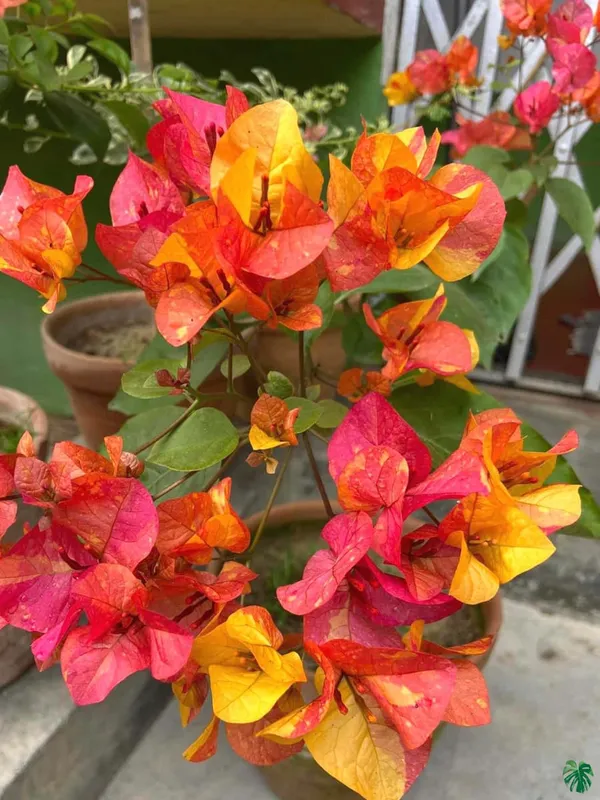 Adarna_Bougainvillea_Plant_For_Gardening