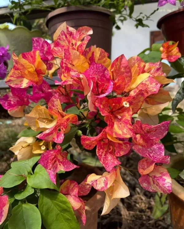 Adarna_Bougainvillea_Plant_For_Gardening