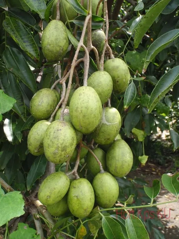 Hog-Plum-Bilati-Amra-Spondias-Mombin-All-Time-Grafted-Fruit