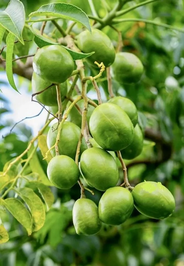 Hog-Plum-Bilati-Amra-Spondias-Mombin-All-Time-Grafted-Fruit