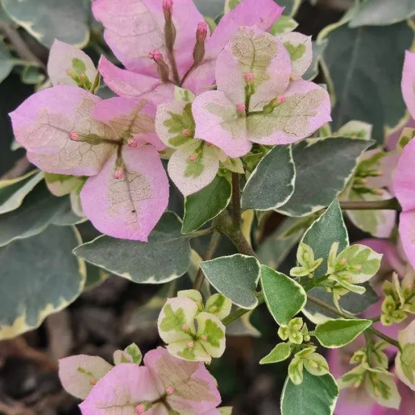 L_D_Beauty_Bougainvillea_Plant_For_Gardening