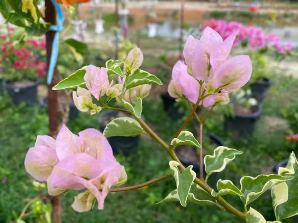 L_D_Beauty_Bougainvillea_Plant_For_Gardening