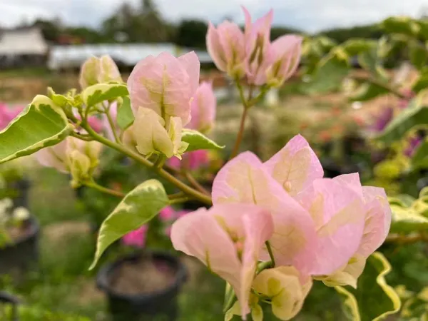 L_D_Beauty_Bougainvillea_Plant_For_Gardening