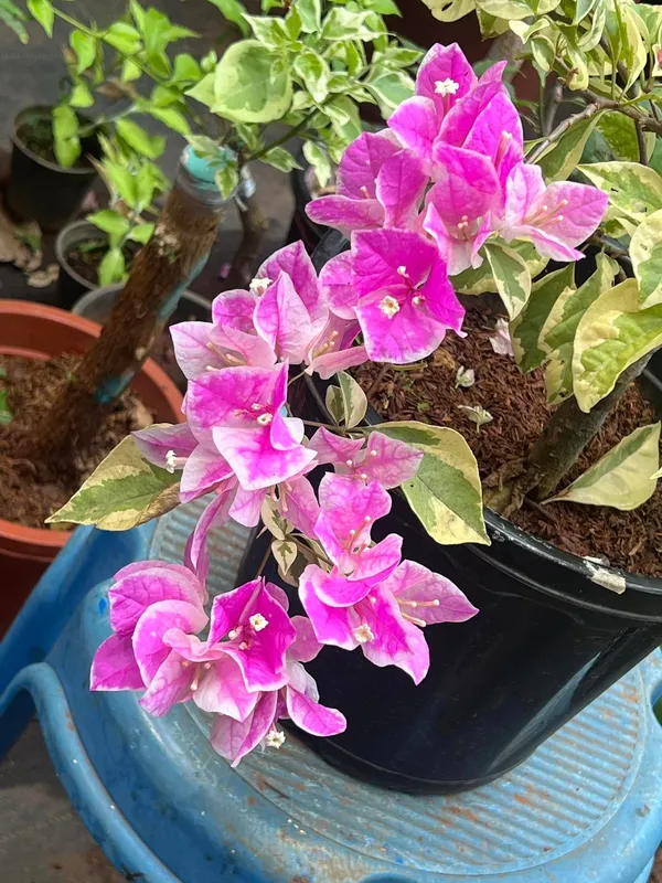Royal_Splash_Bougainvillea_Plant_For_Gardening