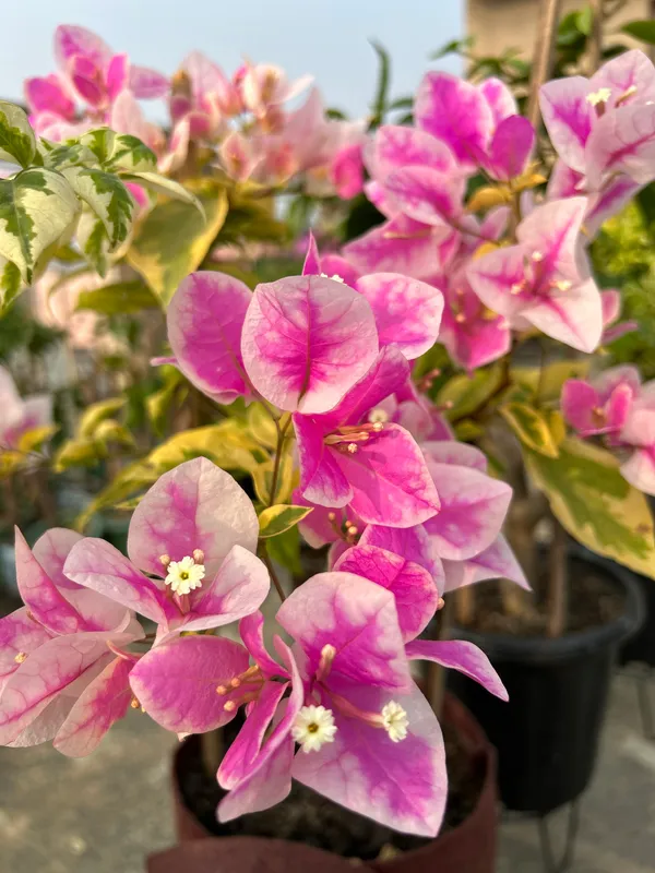 Royal_Splash_Bougainvillea_Plant_For_Gardening