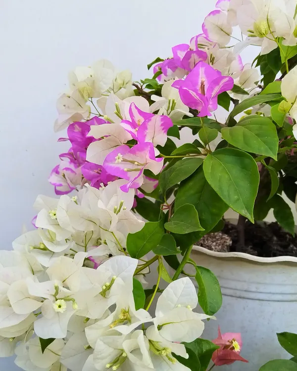 Lipstick_Bougainvillea_Plant_For_Gardening