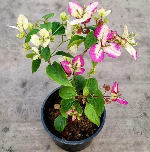 Lipstick_Bougainvillea_Plant_For_Gardening