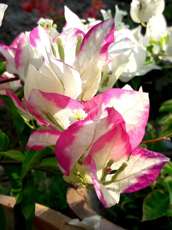 Lipstick_Bougainvillea_Plant_For_Gardening