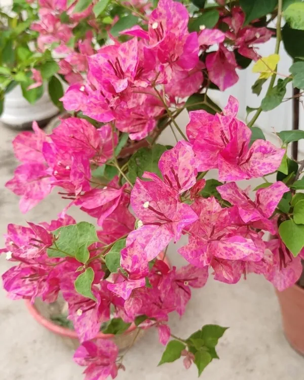 Kristina_Bougainvillea_Plant_For_Gardening