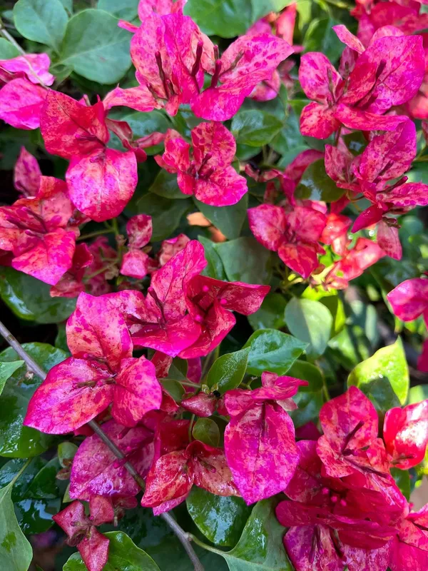 Kristina_Bougainvillea_Plant_For_Gardening