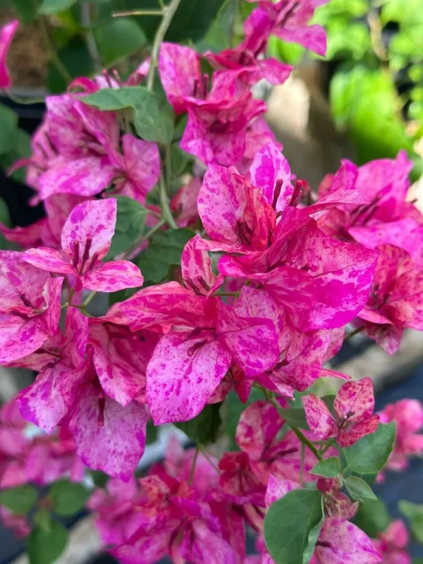 Kristina_Bougainvillea_Plant_For_Gardening