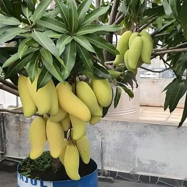 Thai_Banana_Mango_Plant_(Hybrid_And_Grafted)
